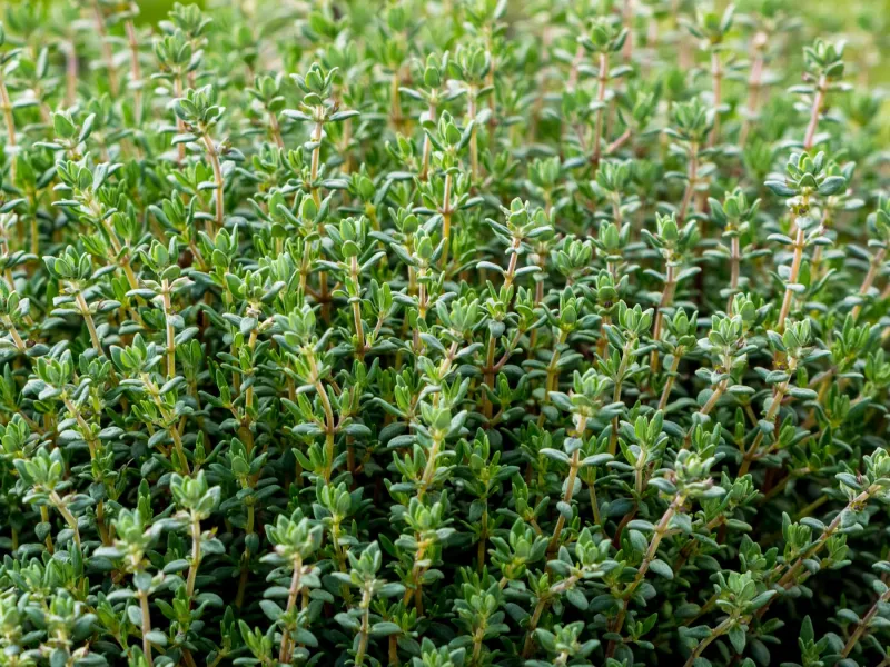 Thymian Günstiger Preis